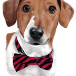 Colored Pencil drawing of a brown and white dog wearing a black and red bow-tie collar.