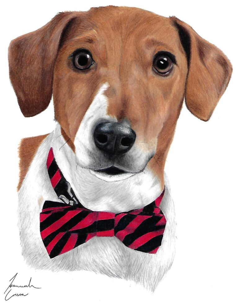 Colored Pencil drawing of a brown and white dog wearing a black and red bow-tie collar.