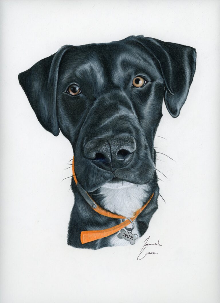 Colored pencil drawing of a black dog named Dash wearing an orange collar