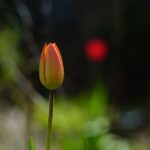 A photographic image of a tulip that is about to blossom. It is a red-colored tulip with light and green scenary in the background image of the photograph.