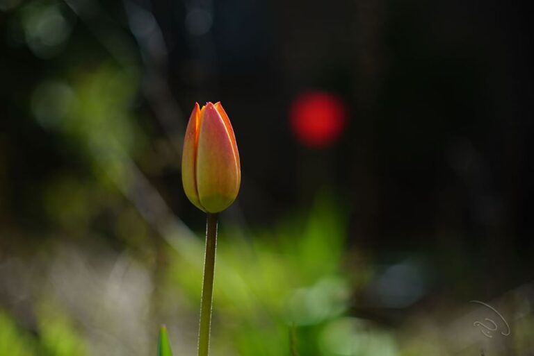 A photographic image of a tulip that is about to blossom. It is a red-colored tulip with light and green scenary in the background image of the photograph.