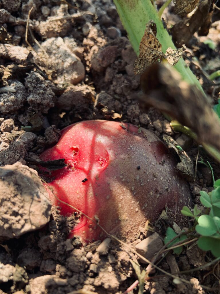 A bright red shape coming out of the ground