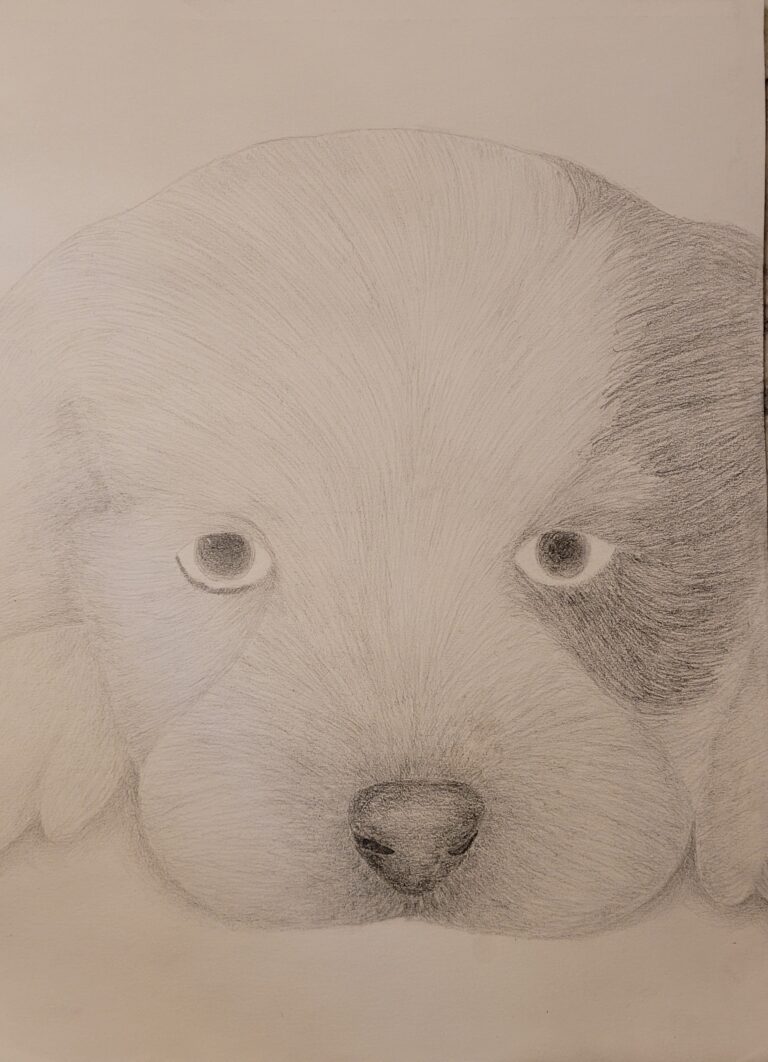 A graphite drawn image of a puppy looking directly at the viewer