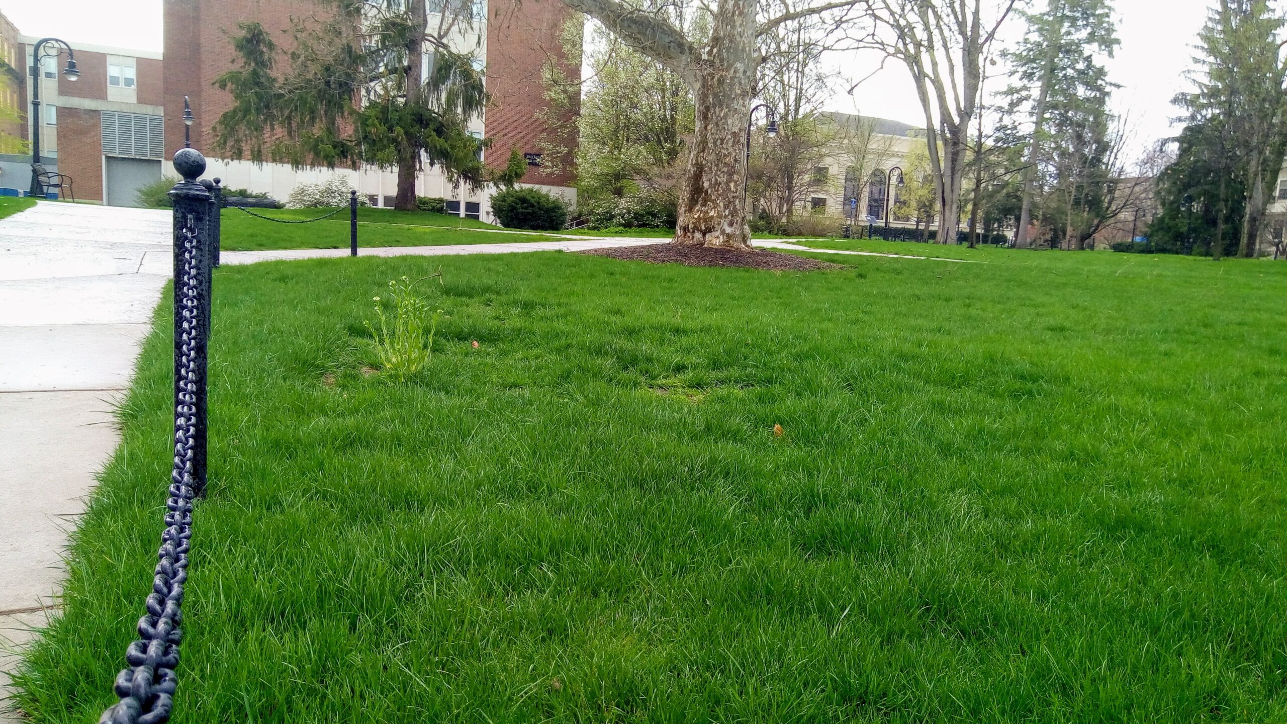 A large weed growing on the PSU campus lawn