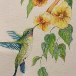 A painting of a hummingbird flying as it has it's beak in a flower. There are three yellow-orange blossoming flowers with a white background.