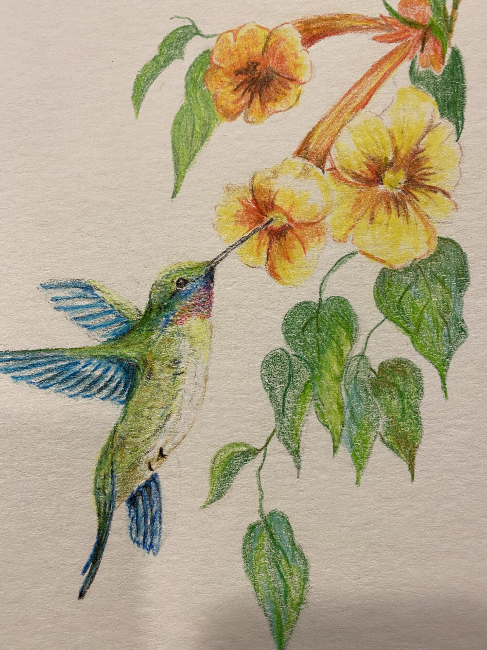 A painting of a hummingbird flying as it has it's beak in a flower. There are three yellow-orange blossoming flowers with a white background.
