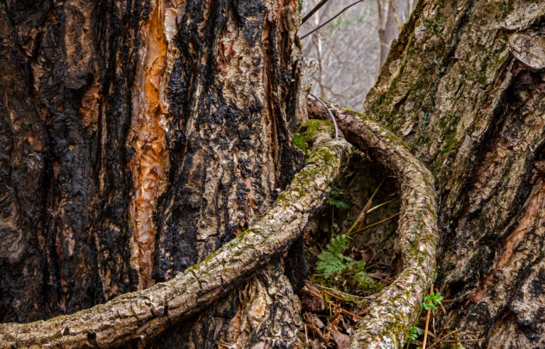 A photograph of a charred tree trunk with a vine encircling it in an embrace
