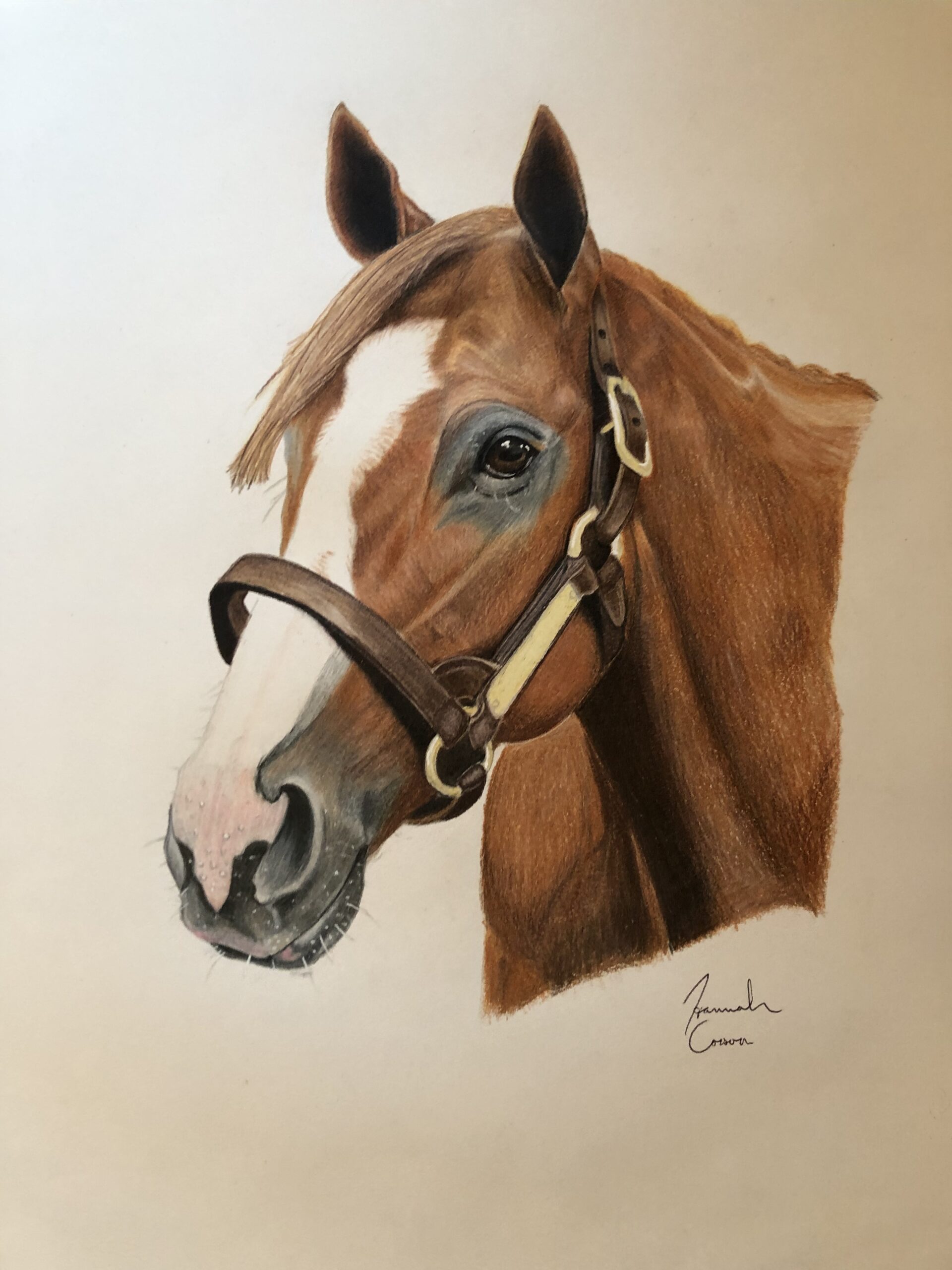 A colored pencil drawing of a brown horse with a white nose.