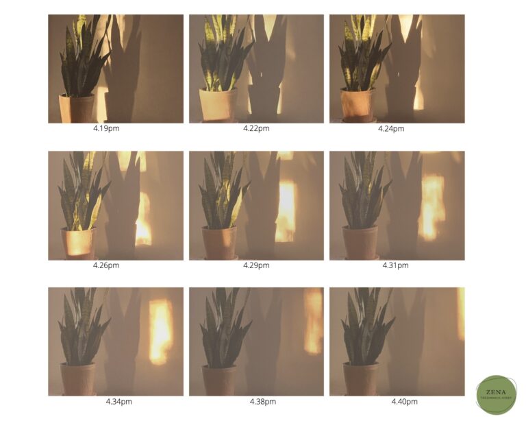 Repeated pattern of potted plants in the sunlight