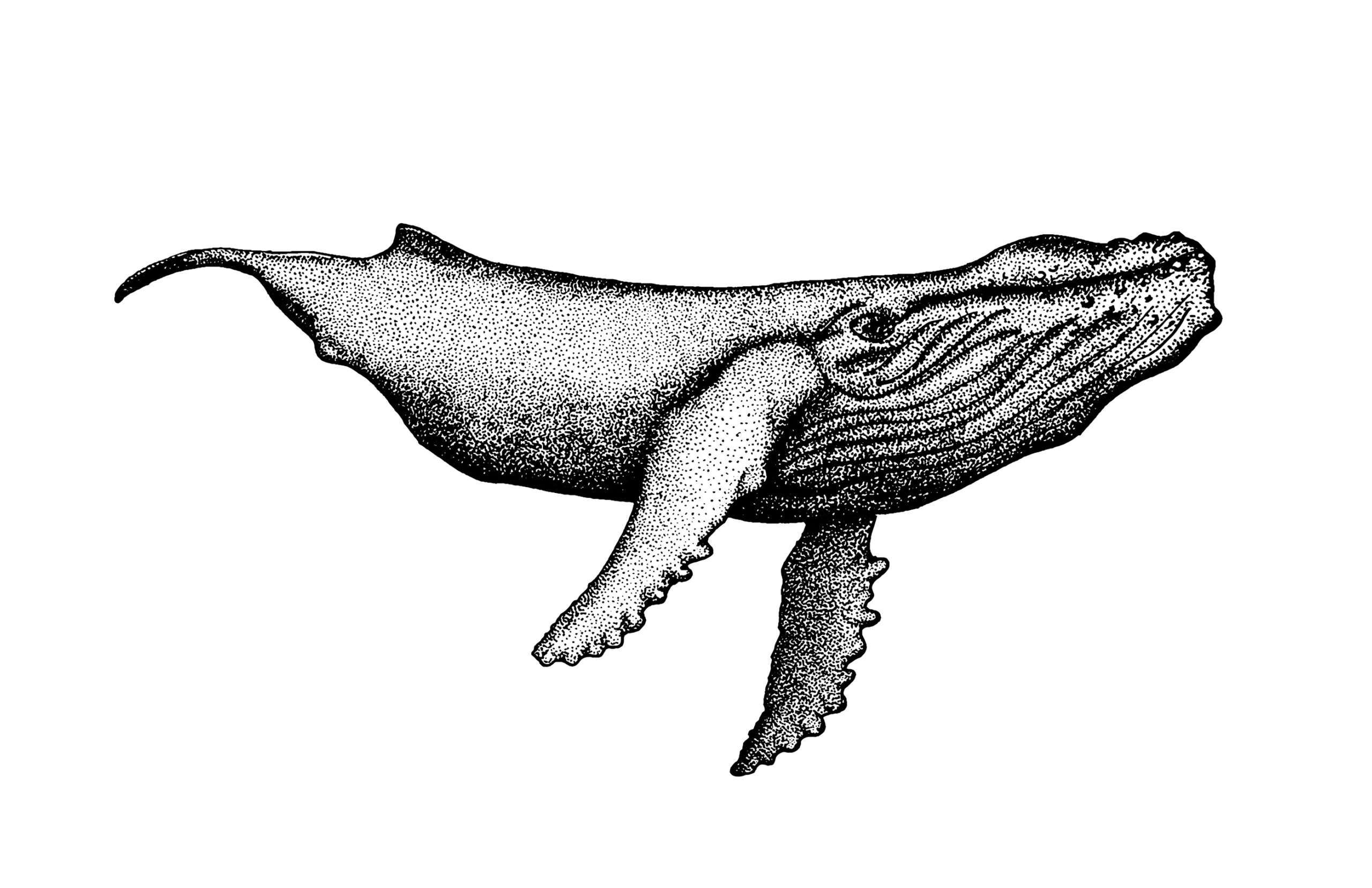 A pointillistic drawing of a humpback whale