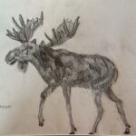 A penciled drawing a strutting moose on his four legged feet