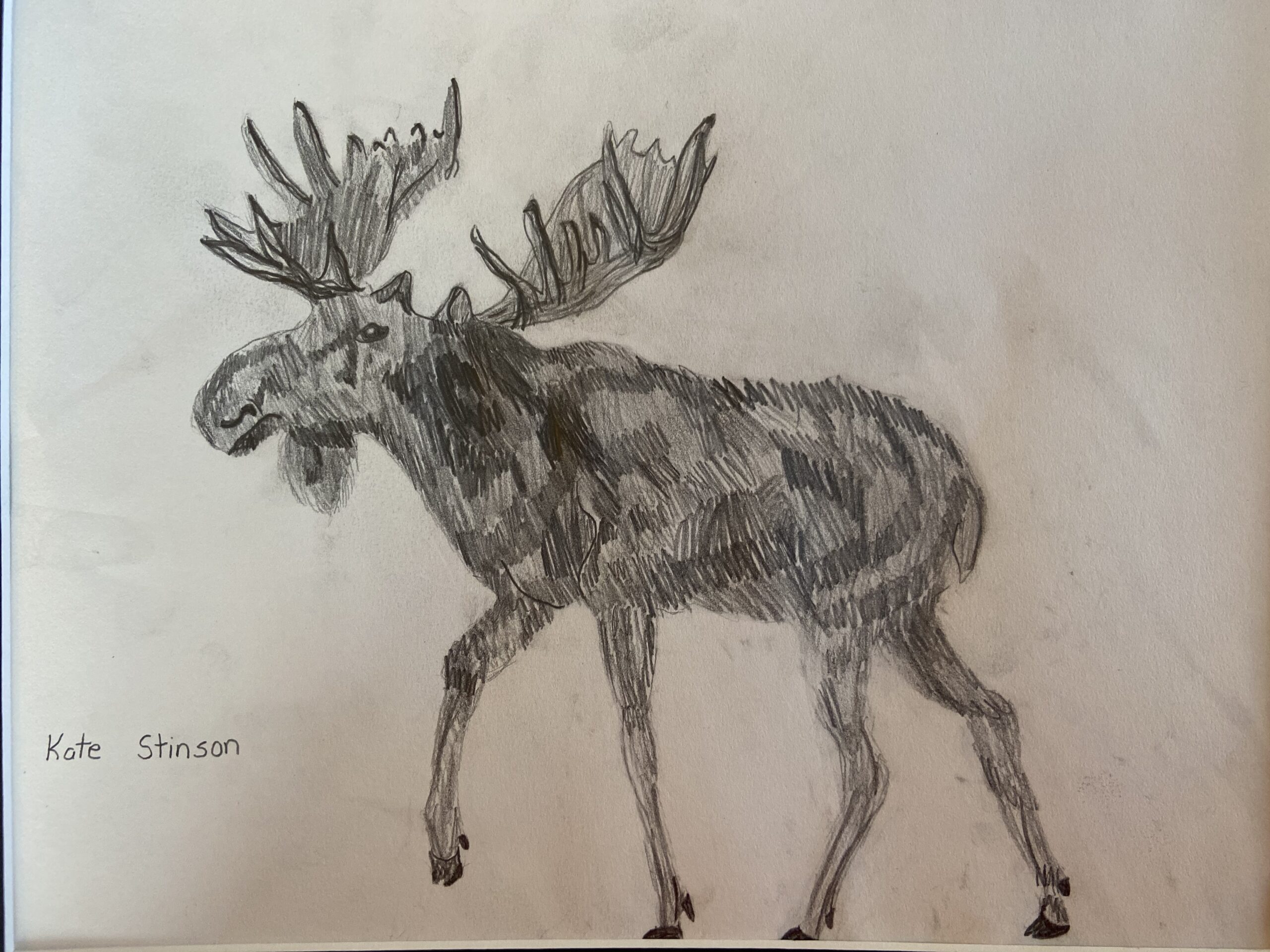 A penciled drawing a strutting moose on his four legged feet