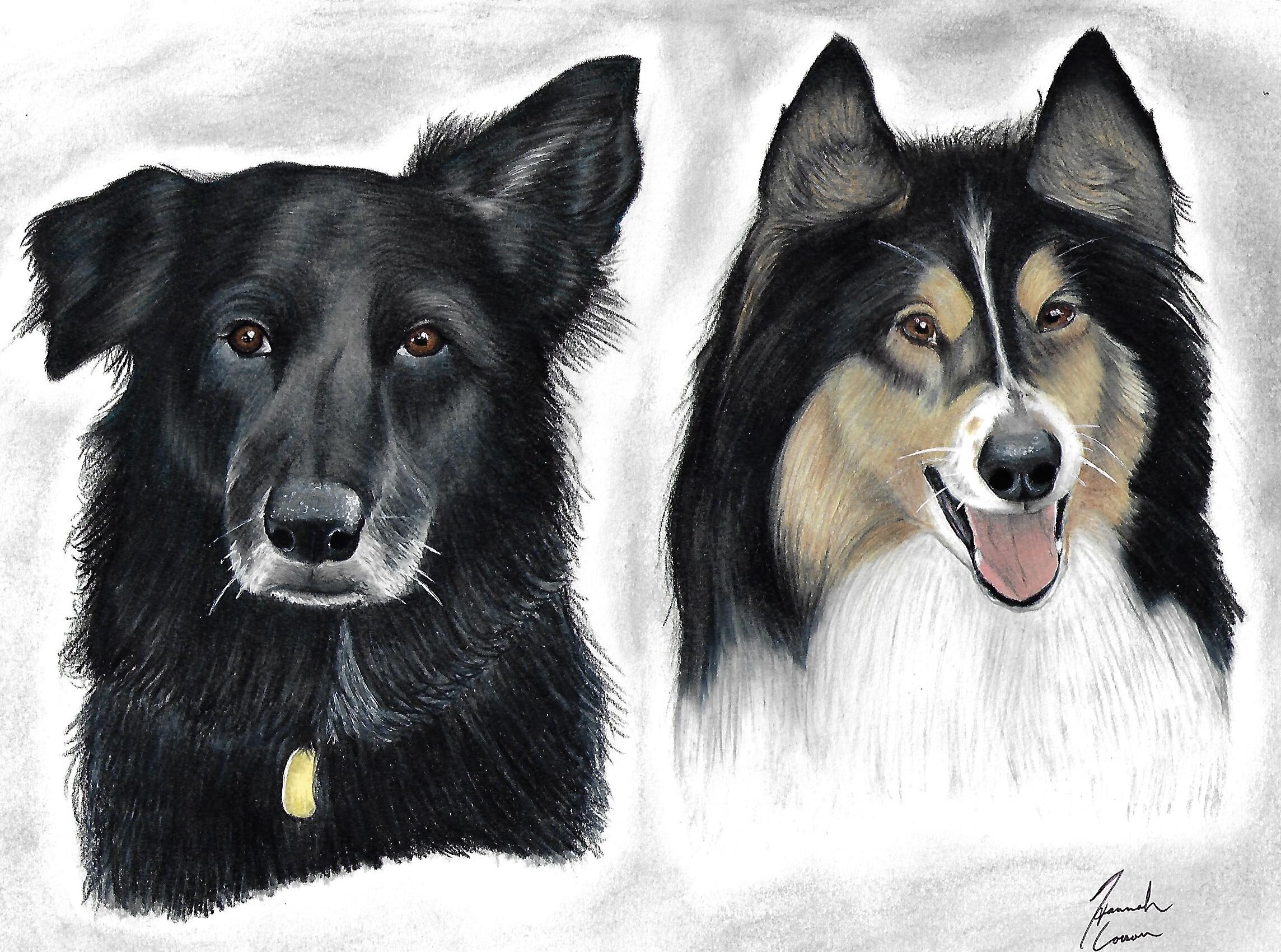 Colored Pencil drawing of two dogs
