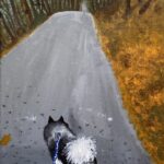 This is an image of a dog walking down a trail