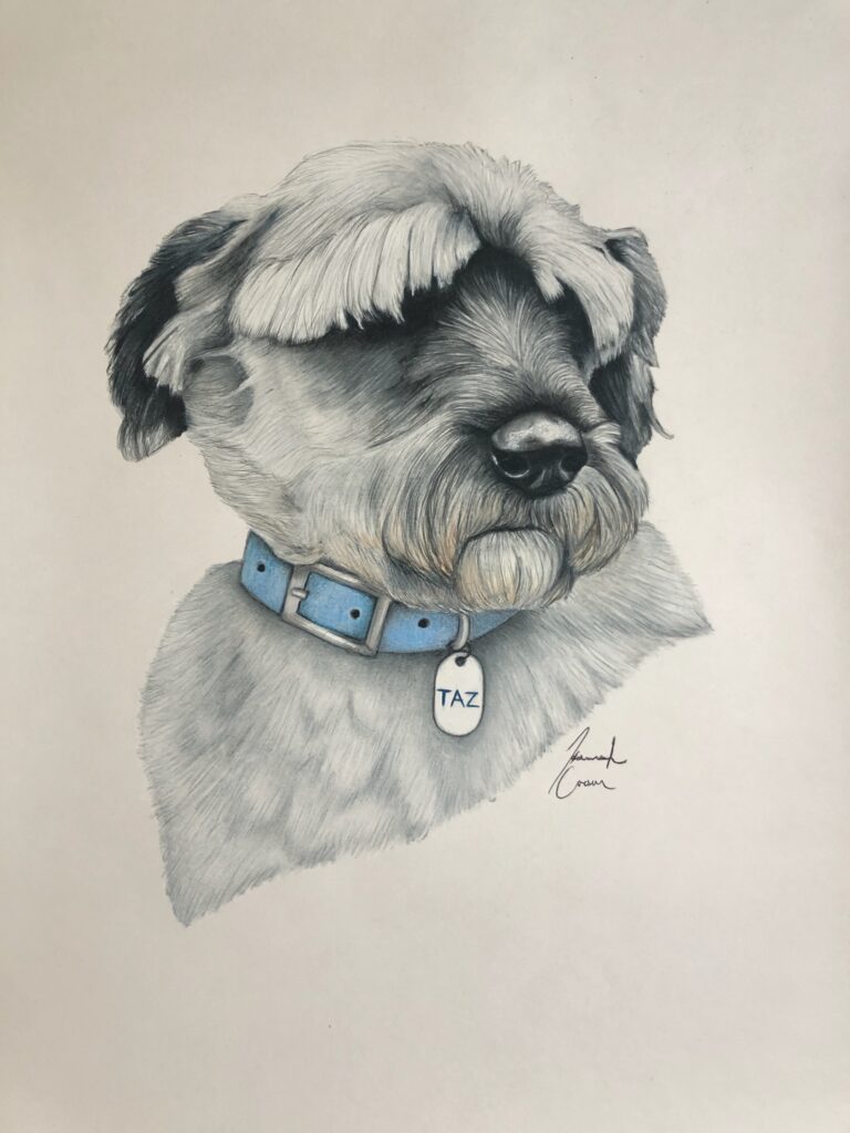 Colored pencil drawing of a furry dog with a blue collar
