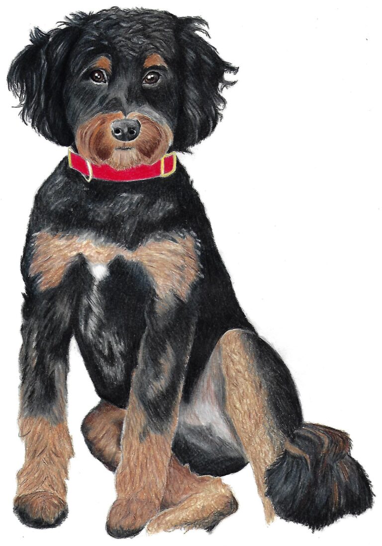 Colored Pencil drawing of a brown and black puppy sitting on the couch with a red collar